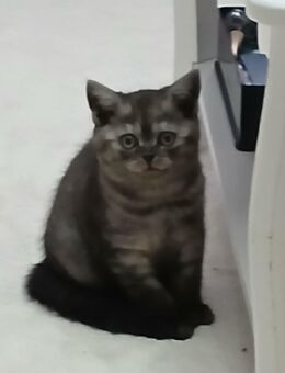 Mein Kater neues Zu Hause - Kaltenkirchen