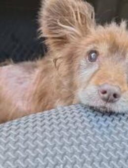 Seniorin Lotte sucht ihre Familie - Köln