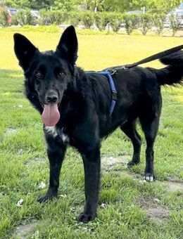Xaden - Zweite Chance gesucht - Obertshausen