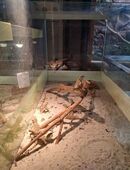 Bartagamen Jungtiere (Schlupftermin: 18.08.) zu verkaufen. in 75056