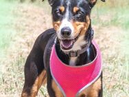 Vicky, eine liebe Huendin - Brunstorf