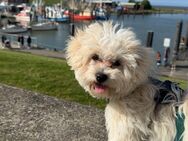 Maltipoo Welpe, 5 Monate - Hamm