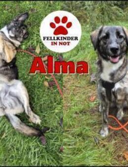 junge Mischlings-Hündin Alma sucht ... - Margetshöchheim