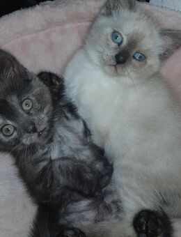 Wunderschöne Katzen Kitten(nur noch die Dunkle zu haben) - Wuppertal