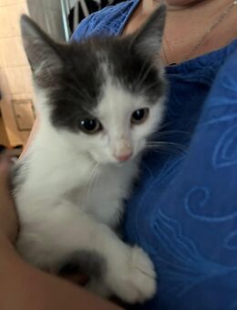 Katzen/Kitten abzugeben - Baisweil