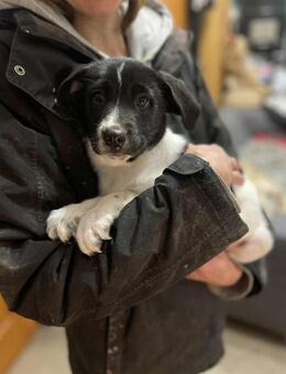 Iggy, kleiner Kämpfer sucht ein Zuhause - Linden (Hessen)