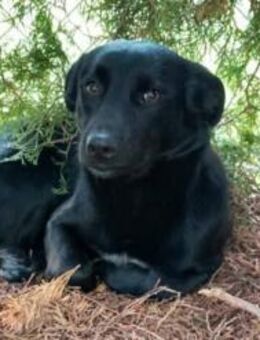 Lucky sucht ein Zuhuase - Linden (Hessen)