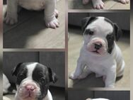 Jackbull&Franz. Bulldogge - Sangerhausen