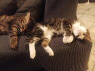 EKH Kitten und ein Wunderschönes Main Coon Kitten suchen ein Zuhause - Jungingen