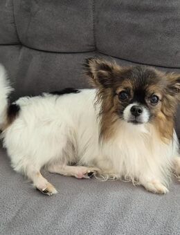 Chihuahua Rüde 4 Jahre alt - München Aubing-Lochhausen-Langwied