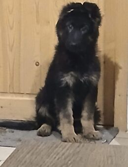 Langhaar Schäferhundwelpen - Kalletal