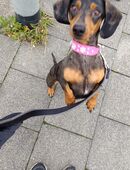 Zwergdackel Hündin in 47533