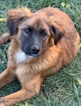 Ich heiße Pogo .... - Frankfurt (Main)