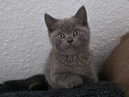 Bkh Kitten Blue und Lilac - Schwelm