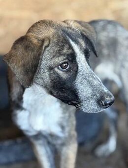 Aylin - unser sanftes Seelchen - Elsdorf (Nordrhein-Westfalen)