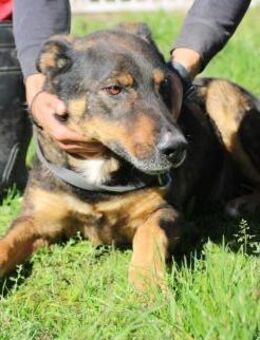 Kimi - sehr lieb, zutraulich u verspielt - Lohra