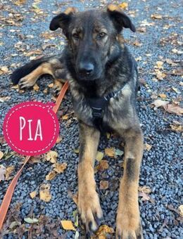 Pia braucht dringend ein neues Zuhause - Flörsheim-Dalsheim