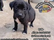 SPENCER-einer knuffiger als der andere - Waakirchen