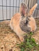 Zwergkaninchen Rammler kastriert 16 Wochen alt in 07549