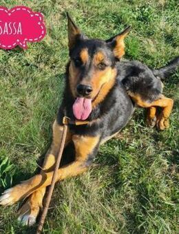 Sassa eine tolle Hündin - Flörsheim-Dalsheim