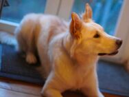 Weißer Schäferhund aus Amerikanischen Tierheim - Berlin