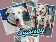 Toller Sydney sucht nette Familie! - Nürnberg