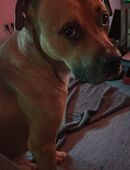 Liebevoller Hund abzugeben in 27570