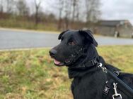 Rudi-LM, sucht erfahrene Menschen - Neustadt (Rübenberge)