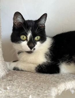 🌸Liebevolle Katzenmama Leah 🐾 - Eislingen (Fils)