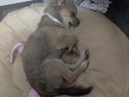 Chihuahua - Kindelbrück