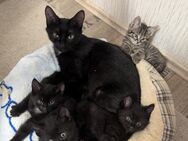 Katzenbabys zu verkaufen - Hessisch Oldendorf Zentrum