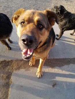 TOMAS ❤ EILIG! - Langenhagen