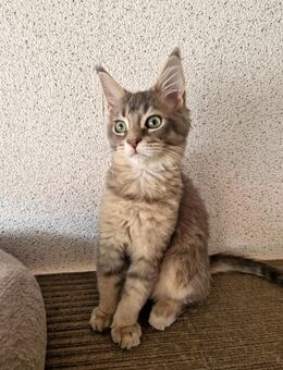 Maine Coon Mädchen zum Abgabebereit - Liebenau (Niedersachsen)