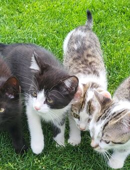 3 Katzenbaby zu Verkaufe - Hochspeyer