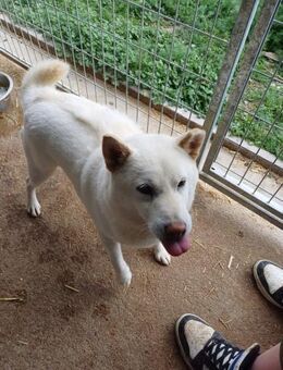 Dio, freundlicher Shiba Inu Rüde - Remagen