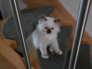 Ragdoll Kitten - Magstadt