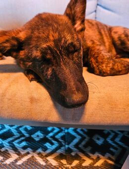 Belgischer Schäferhund Mix - Gifhorn