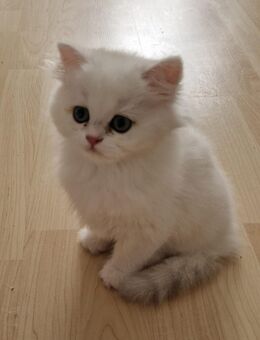 BKH und BLH Kitten Reinrassig mit Stammbaum - Wiesbaden Erbenheim