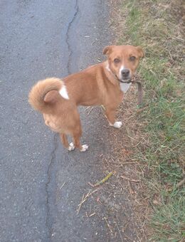 Rüde in liebevolle Hände zu geben - Neukirchen (Pleiße)
