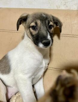 Schüchterne Lotte sucht Dich ❤️ - Großefehn
