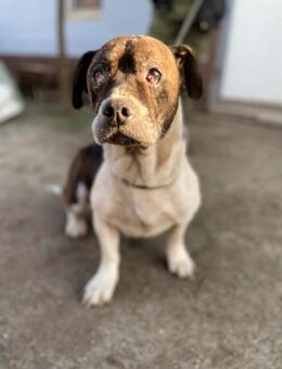 Stevie Wonder BE schüchterner Schatz - Neustadt (Rübenberge)