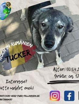 TUCKER - do what you love: ADOPT ME :-) - Waakirchen