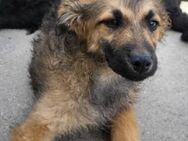 Fiete 💗verschmuster, offener Hundejunge - Hamburg
