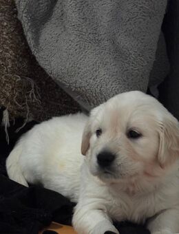 Wunderschöne Golden Retriever Welpen - Gaggenau