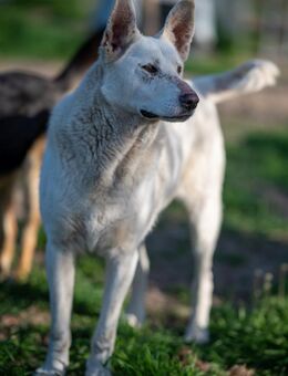 Schäferhund Mix White sucht sein zuhause - Stuttgart