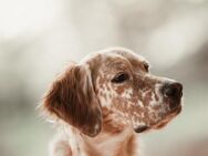 Olga, menschenbezogener Setter-Mix, 2J - Vaterstetten