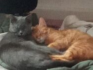 Bkh kater - Herne