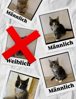 Reinrassige Main-Coon Baby Katzen - Wetzlar