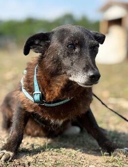 Agnes kleines Herz sucht ihr Zuhause - Gerlingen