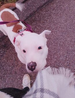 Old Bulldogge Mischling Bella - Niederstetten
